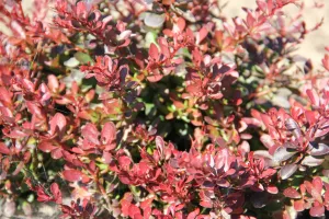 Barberry:  'Cherry Bomb® Japanese' 8" - (Bl)