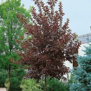 cherry canada red 10 gallon pot