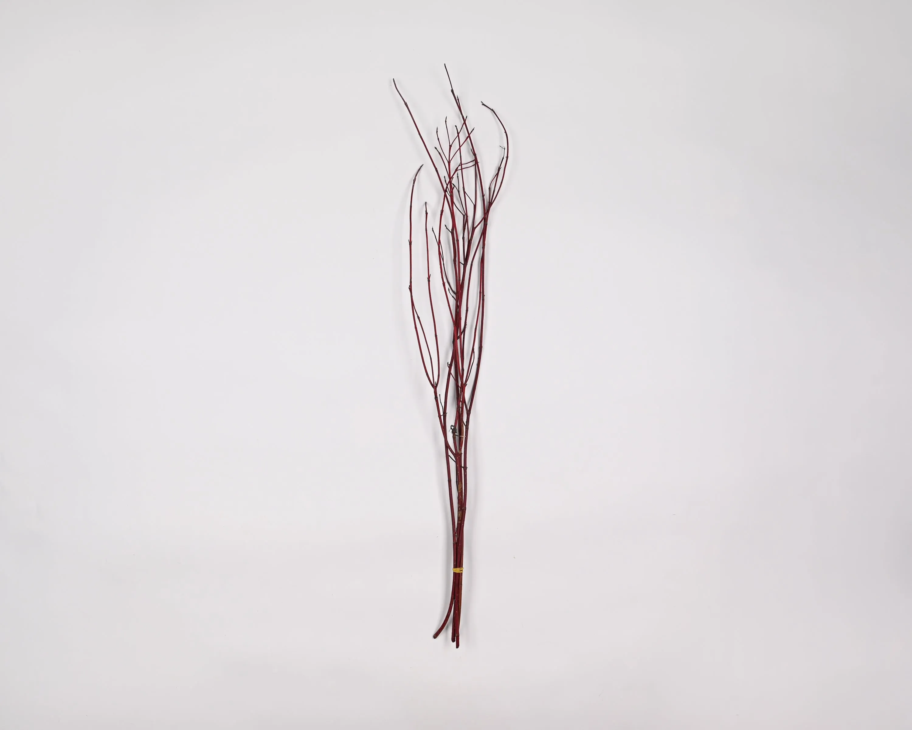 Dried Dogwood Branches   * Available November 1 through May 1*