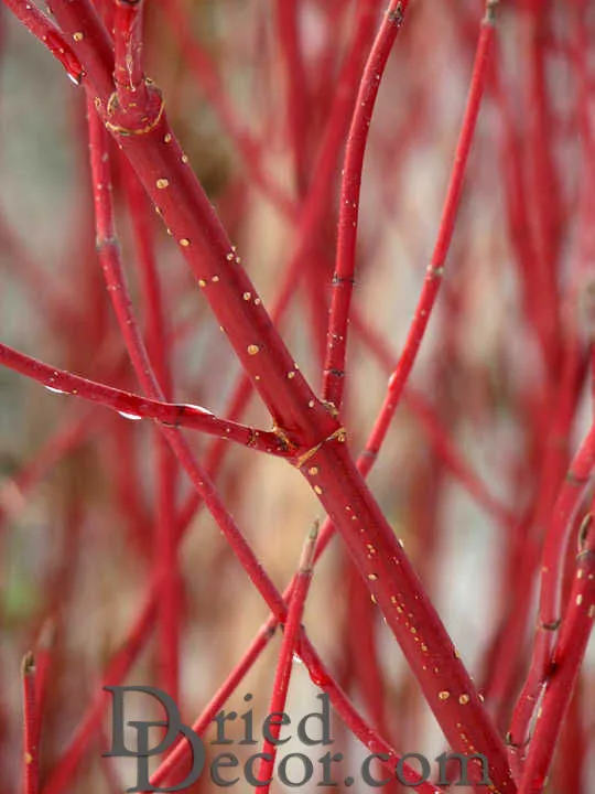 Dried Dogwood Branches   * Available November 1 through May 1*